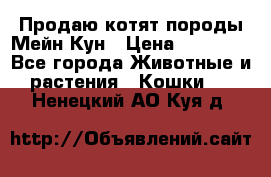 Продаю котят породы Мейн Кун › Цена ­ 12 000 - Все города Животные и растения » Кошки   . Ненецкий АО,Куя д.